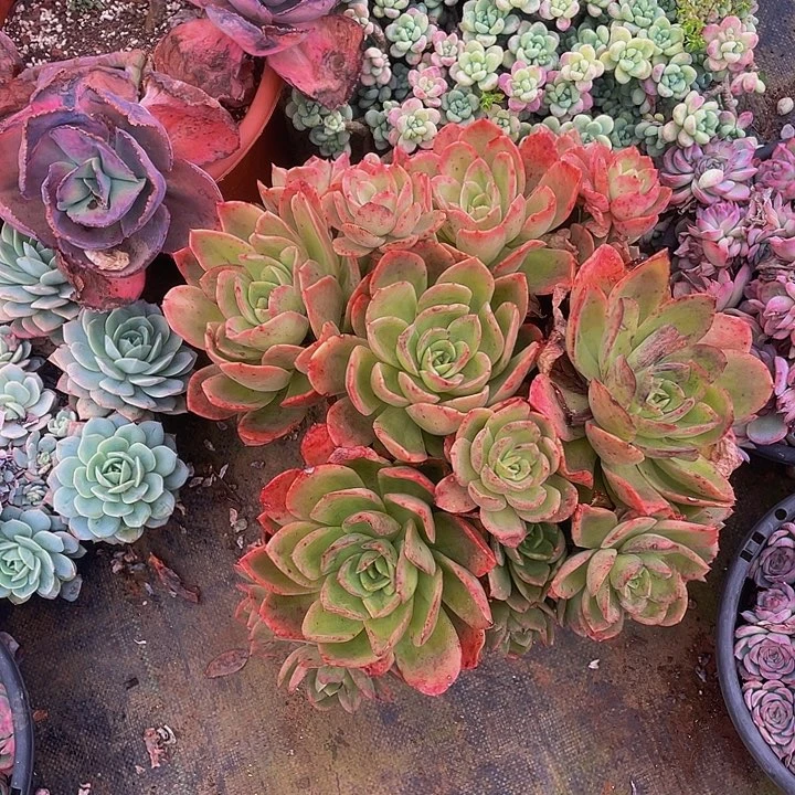 金辉大群老桩叶片微冻伤68