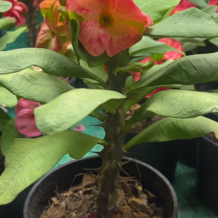 泰品扦插一物一拍