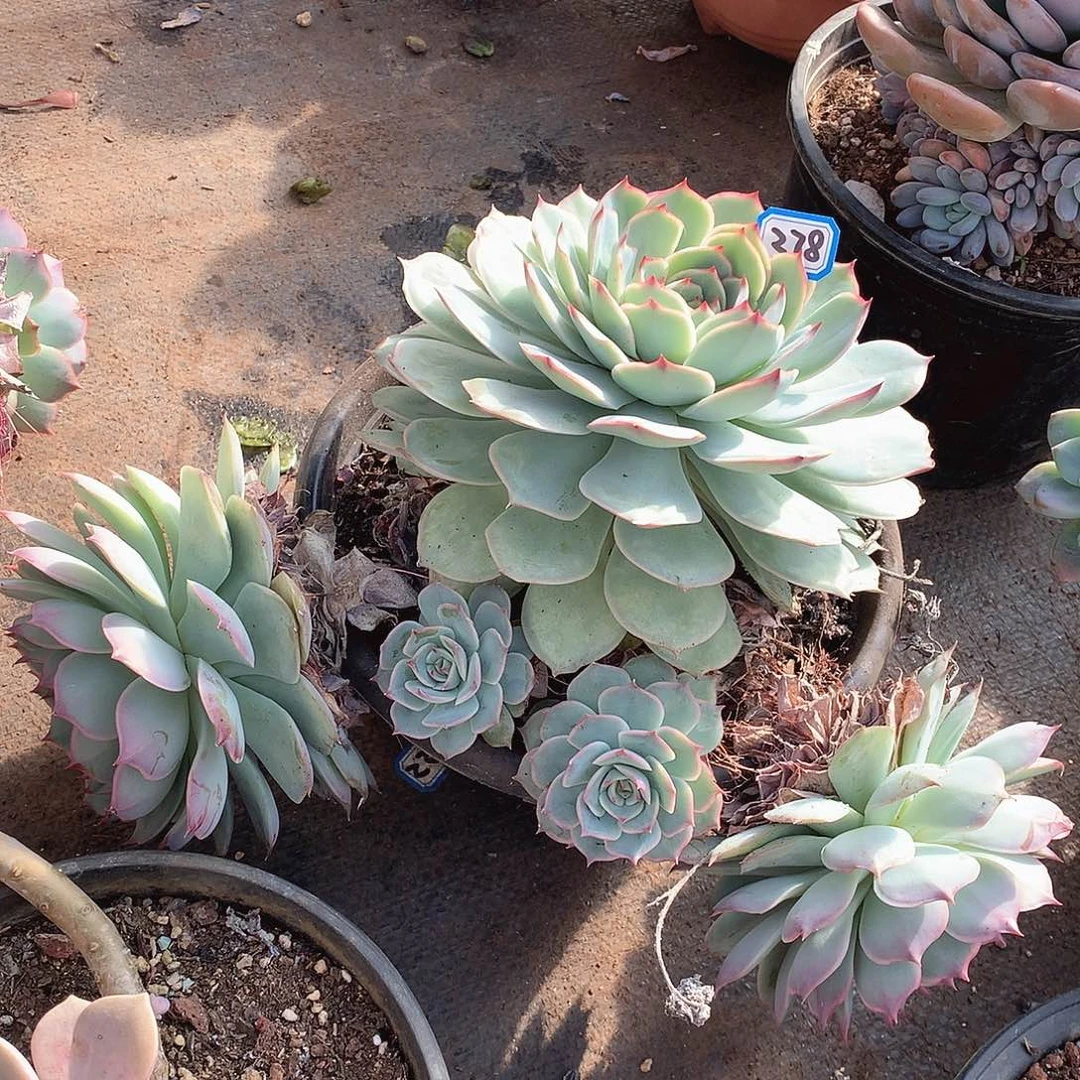 278粉色提示一物一拍多肉