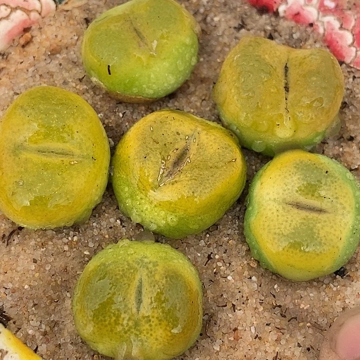 15534大黄金蟠桃一颗