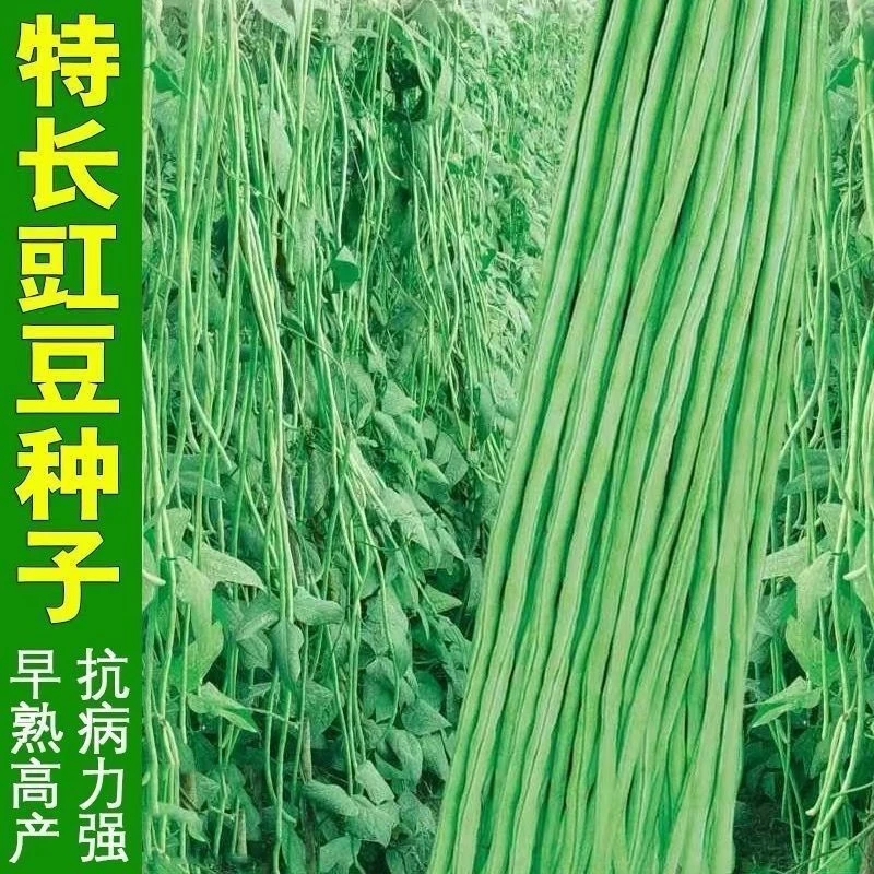 【摘不败豇豆种子】特长压塌架绿豆角四季高产春秋蔬菜种孑家庭种植