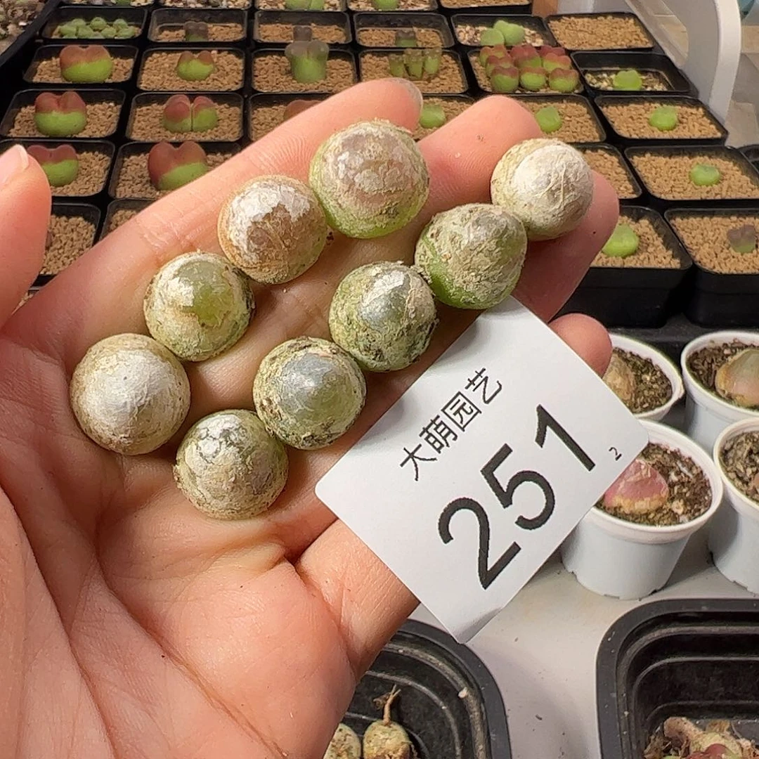 一物一拍           251