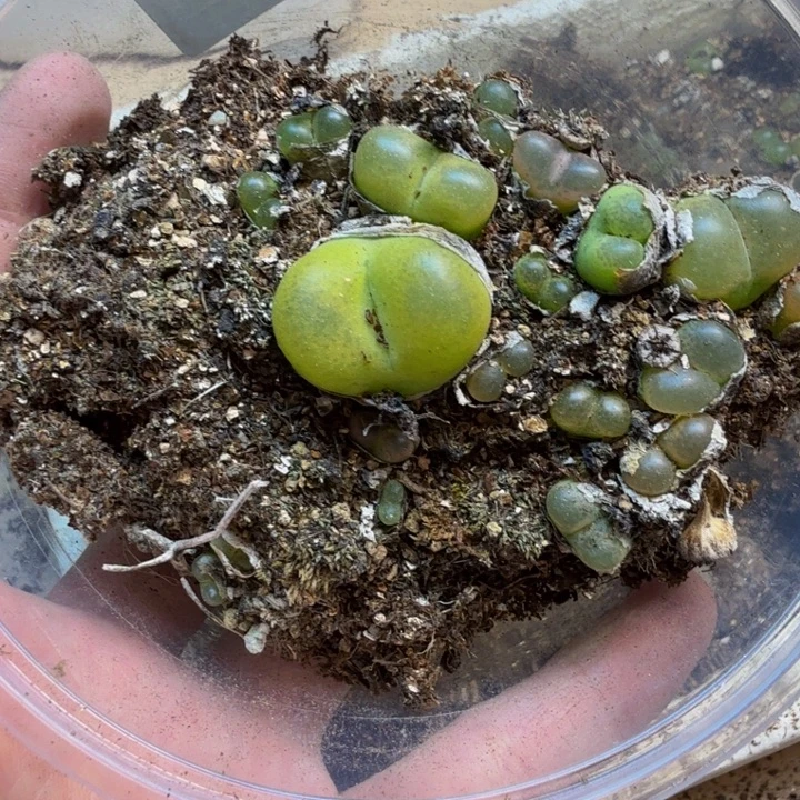 多肉植物的生长发育112