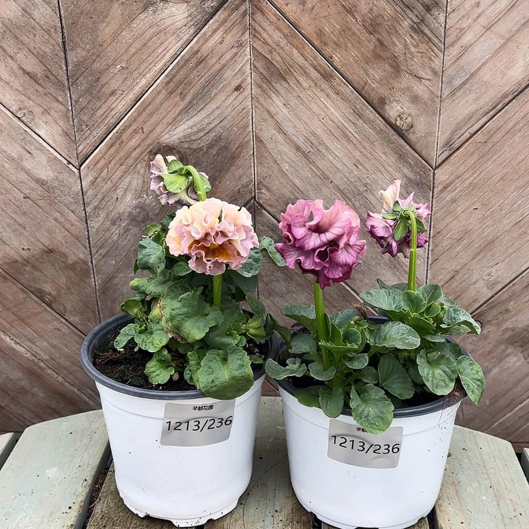 完全开放1213/236