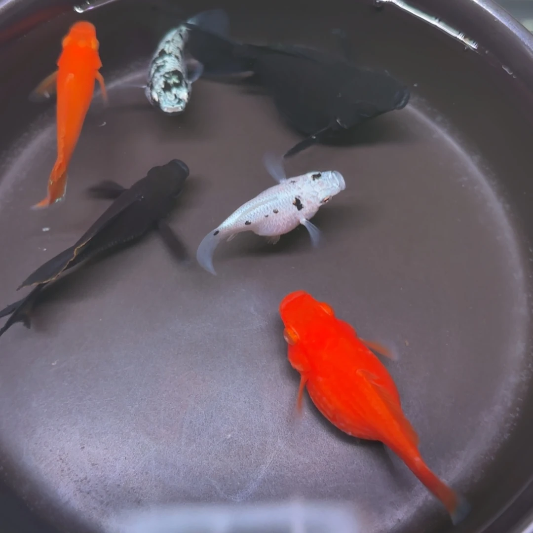 孔雀鱼玛丽球大种鱼5+1备损