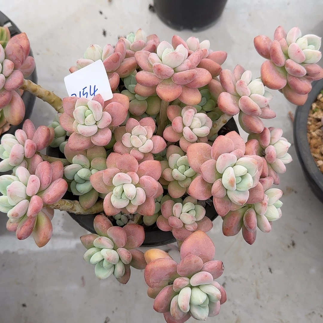 三***祥2154红洛神多肉植物