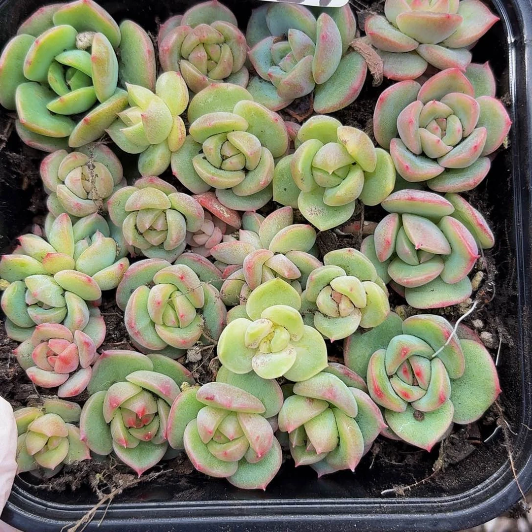 多肉植物多肉植物926