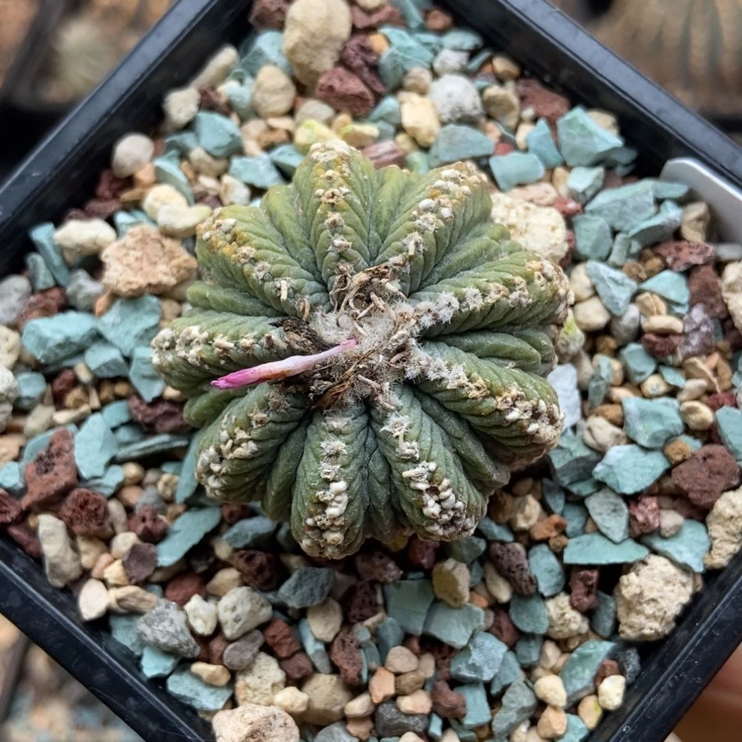 老花笼11111111111