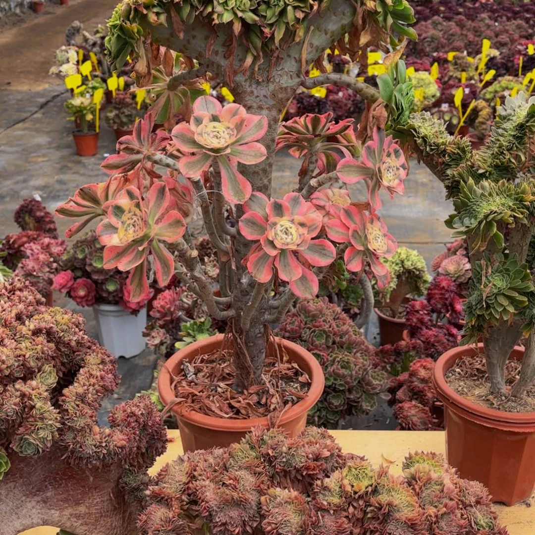 虹***妹多肉植物嫁接缀294
