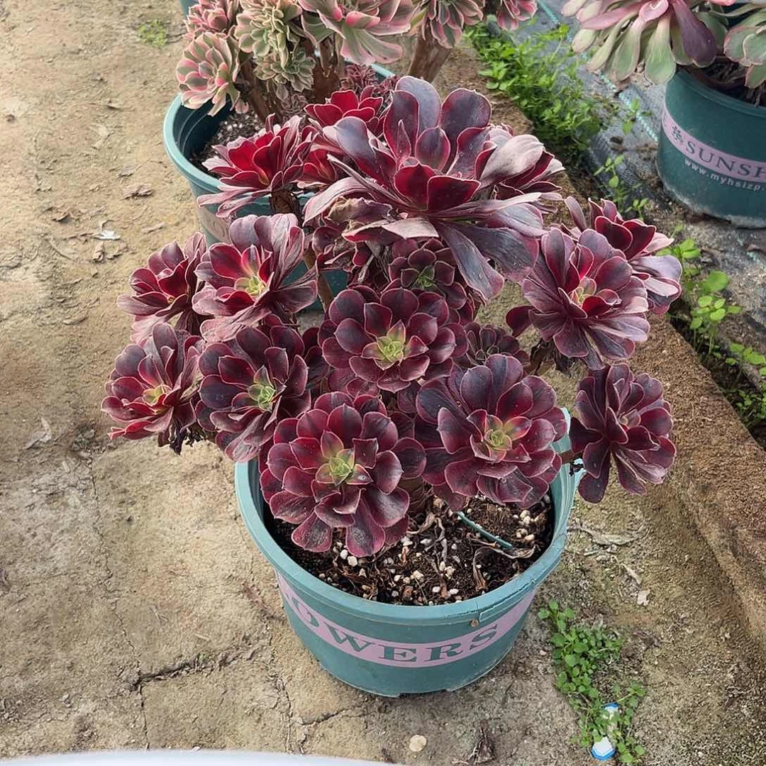 25美杜莎法师多肉植物