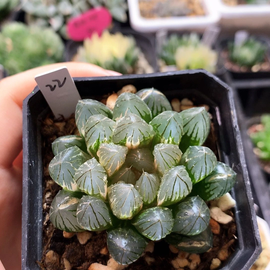 霓虹灯锦，22号，带盆带土