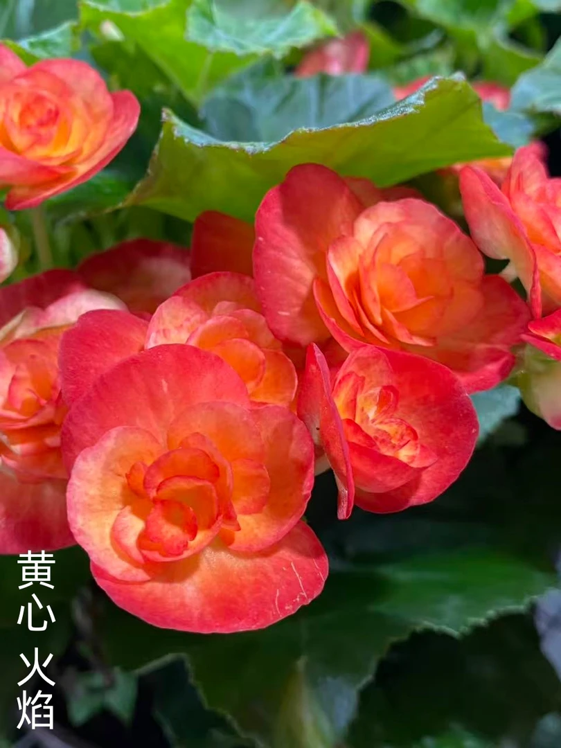 【黄心火焰】丽格海棠多年生四季开花玫瑰海棠室内花卉