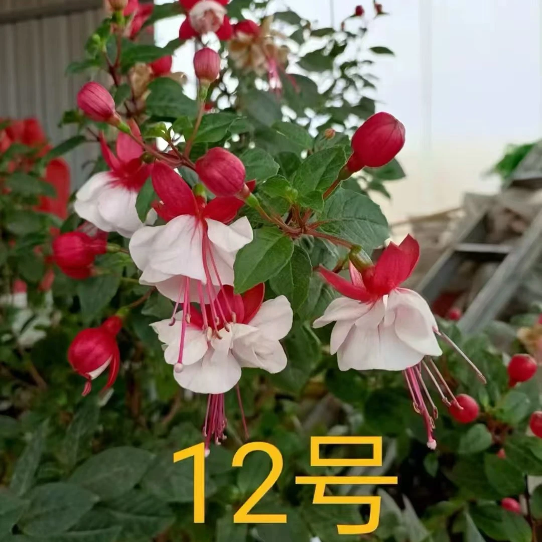 倒挂金钟12号颜色