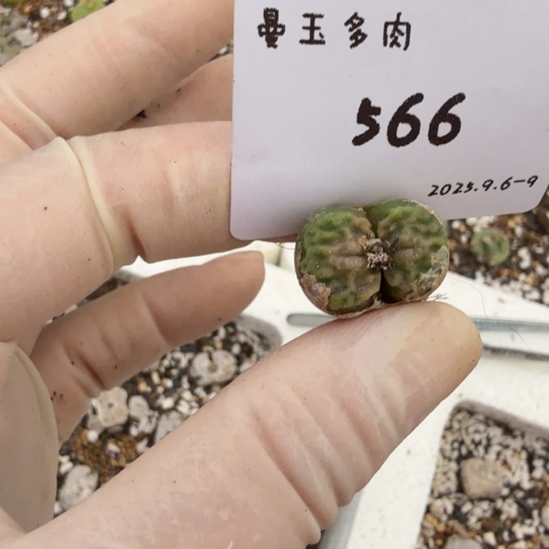 喵***呜多肉多肉多肉9-566