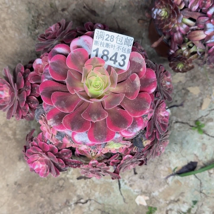 1843美杜莎多肉植物