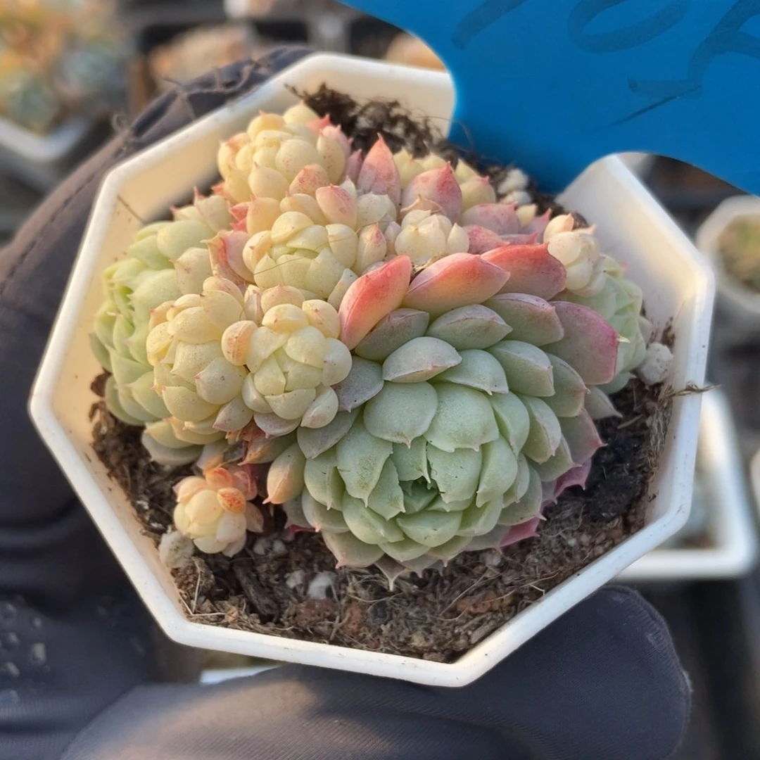 905羊脂球多肉植物保护研究所