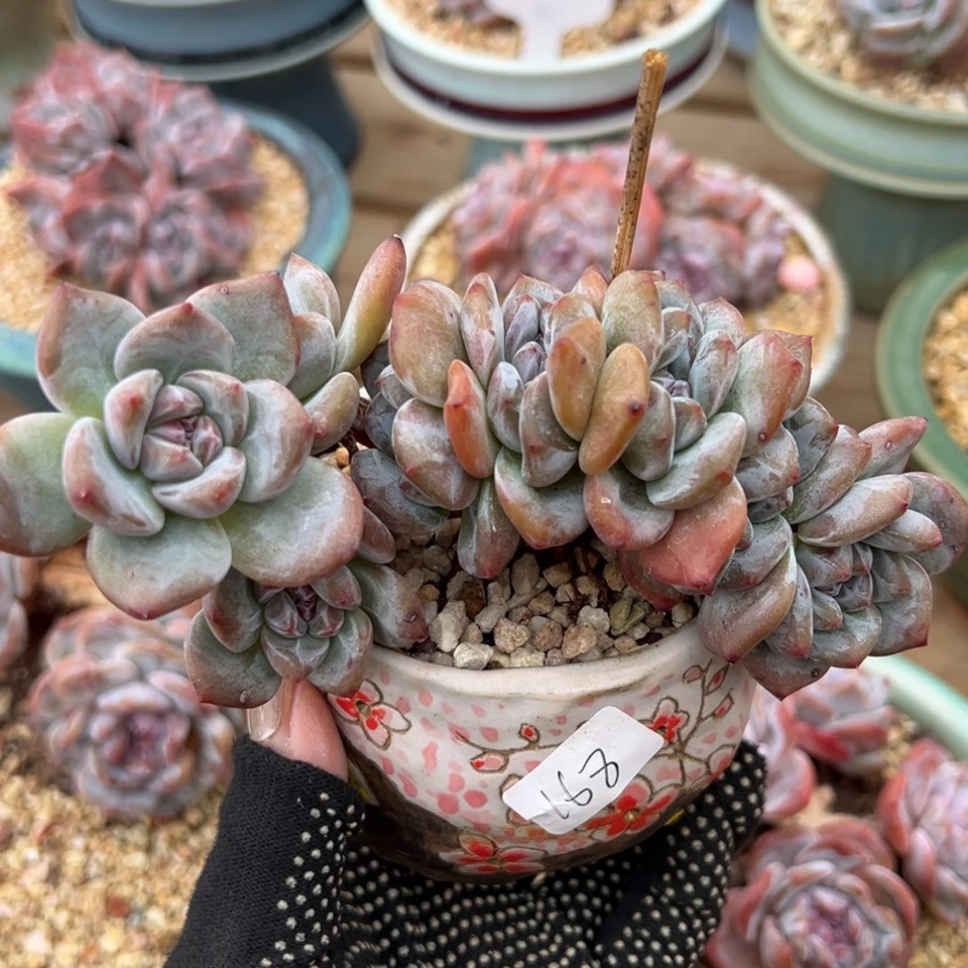 八头小脸树型鸡腿桩