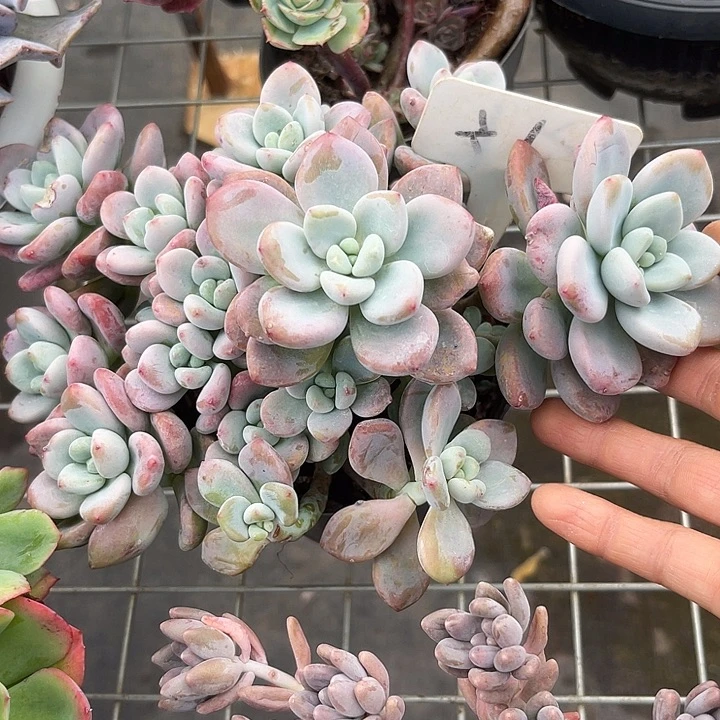 两单包邮，一物一拍，1洛神