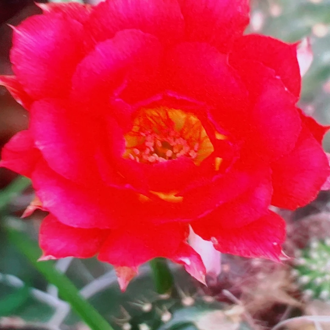 丽花 灵犀 侧芽 满20包邮