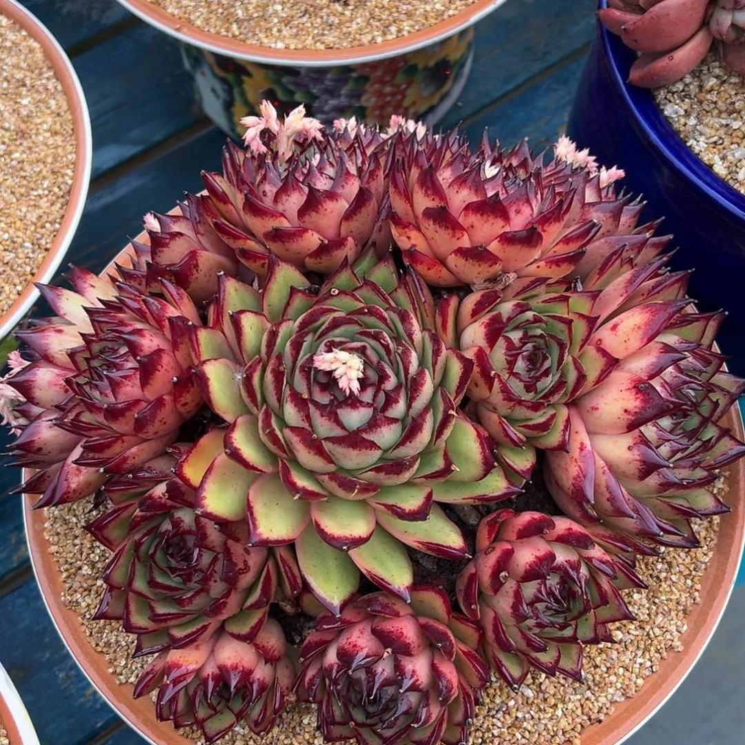 从前慢多肉精选编号0216.原始伊丽莎白