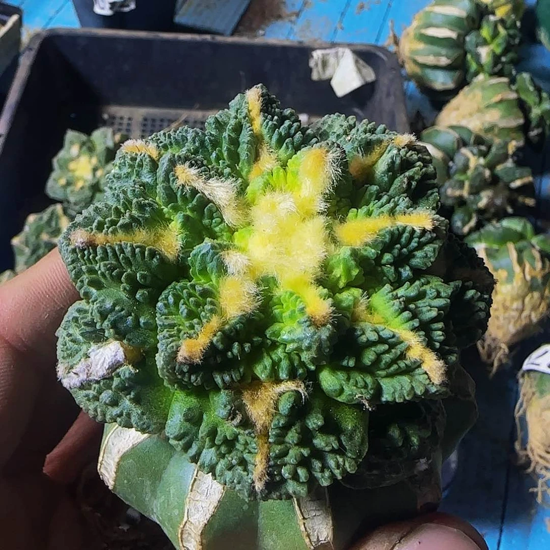 粉***忆牡丹951仙人球开花了