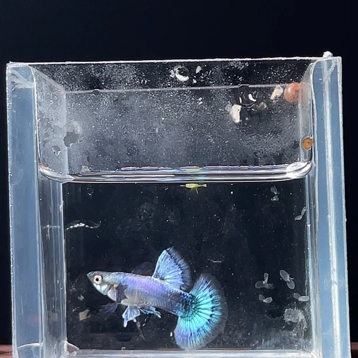 孔雀鱼铂金蓝小飞象7对