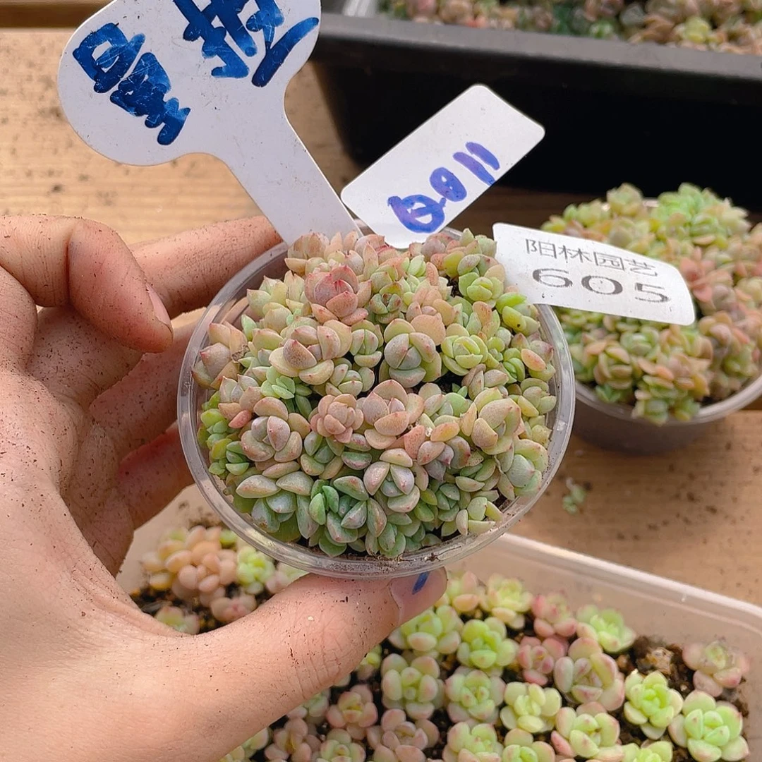 量拍多肉植物多肉植物605