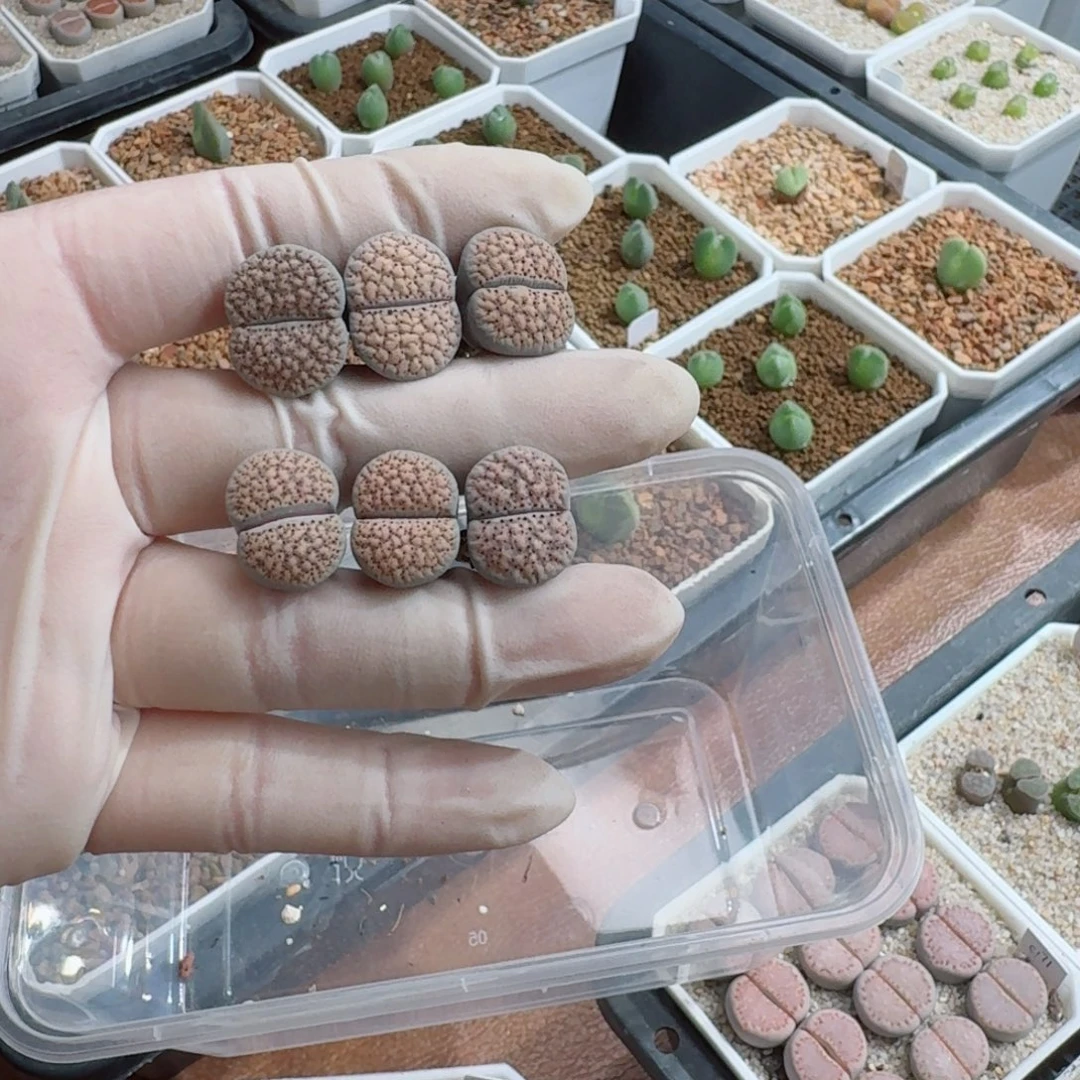 持***甜1103-041血点朝贡