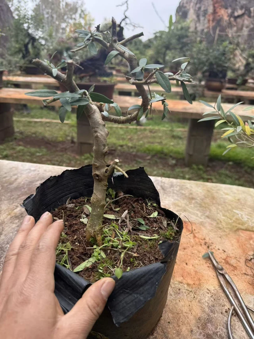 云南尖叶木樨榄童子功