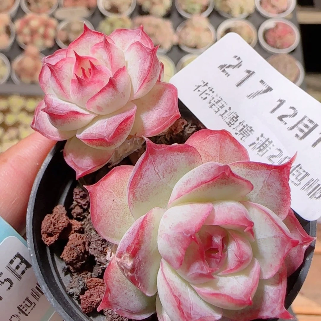 花语多肉1215-217女王