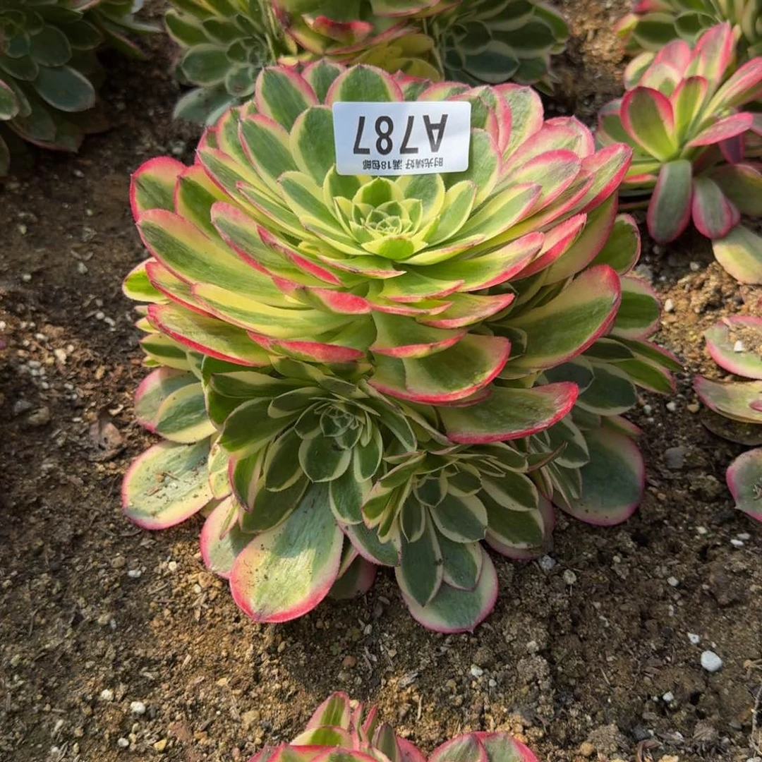 L***?787玉姿寄养到秋，多肉