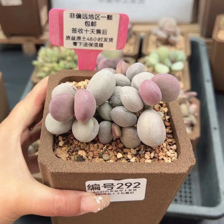 292球球紫蛋多肉植物