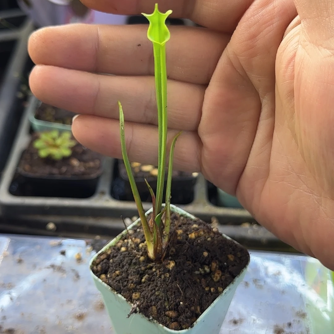 完全开放绿巨人瓶子草