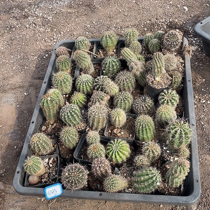 无花朵实生彩草包邮