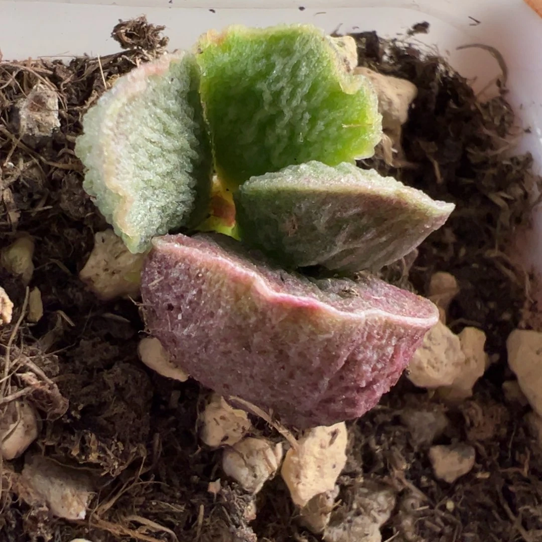 新品多肉植物水泡多肉植物