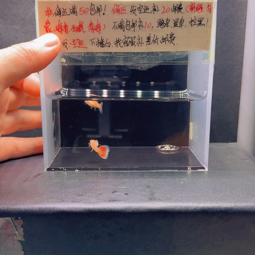 孔雀鱼紫白火烧云一对压成