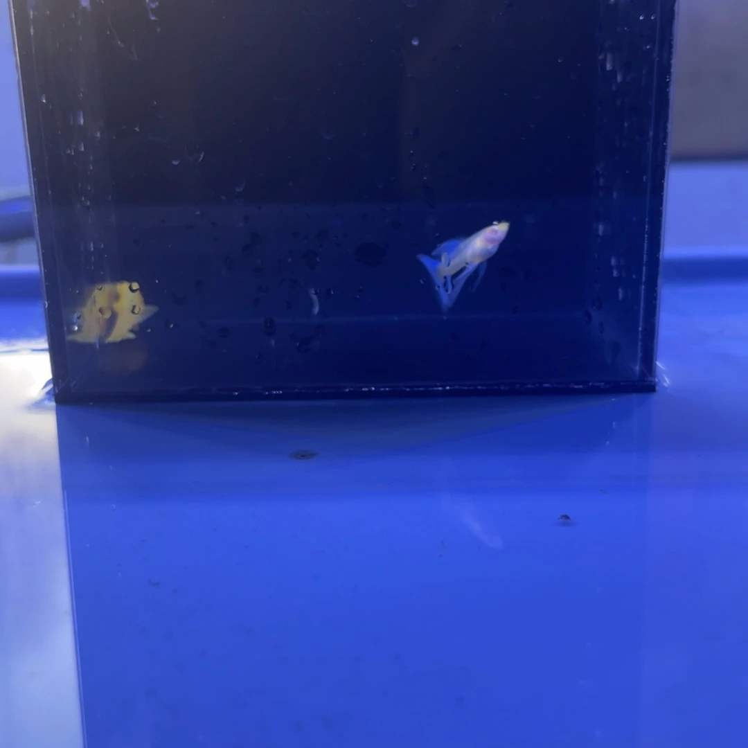孔雀鱼天空蓝2胡子1开箱视频报损