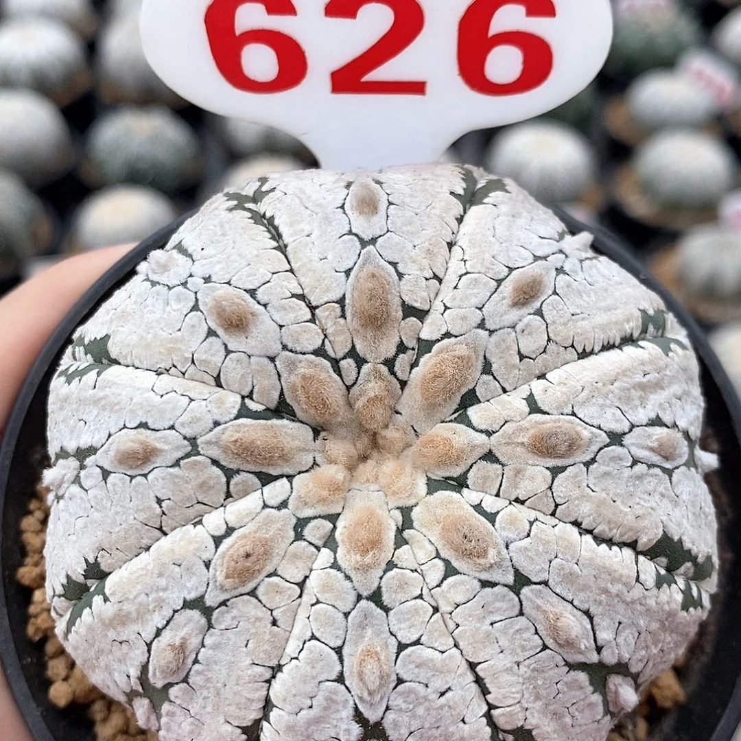626兜系列产品的福利