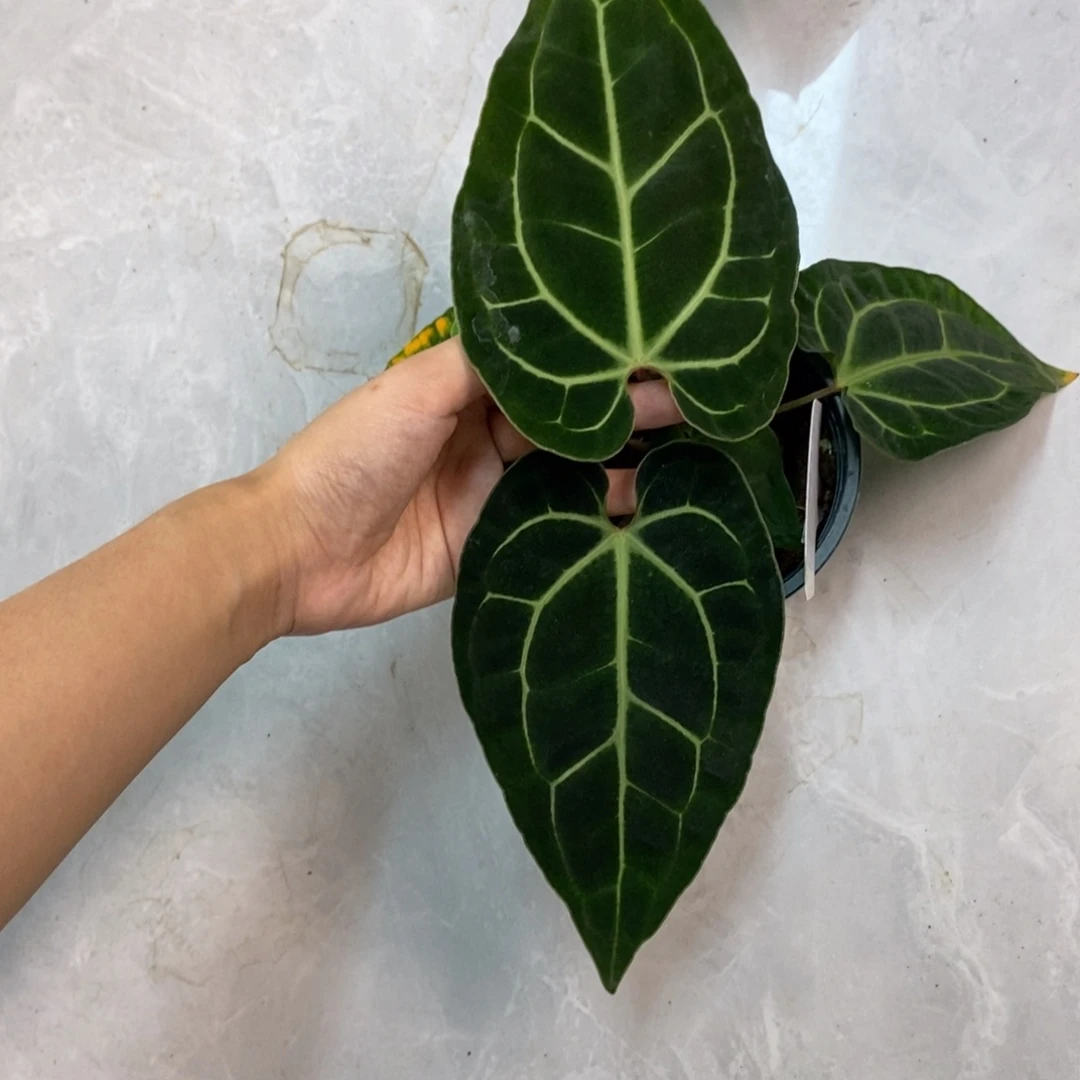 不开花植物黑贝斯籽播