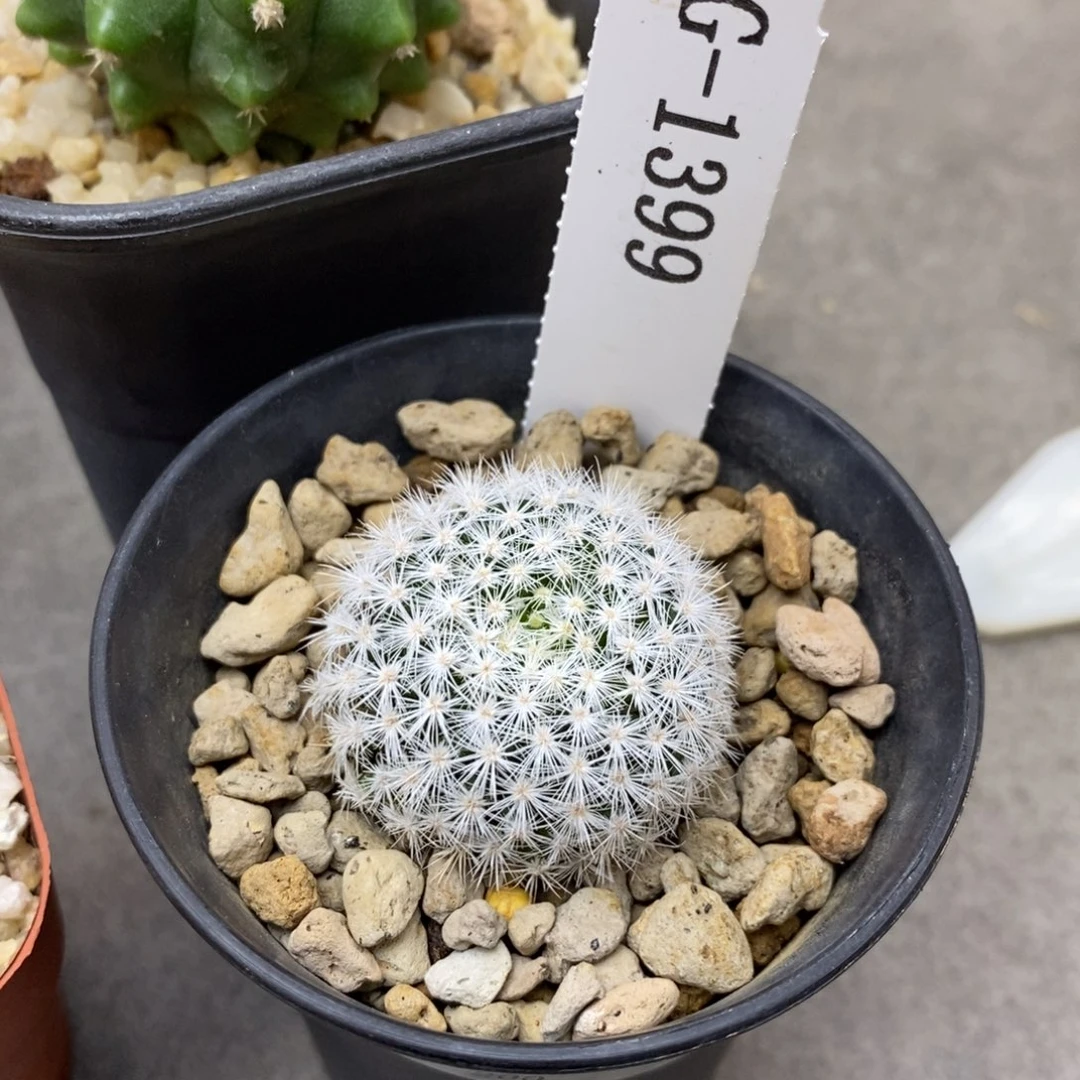 朝***歌G1399花有转盘仙人球花开