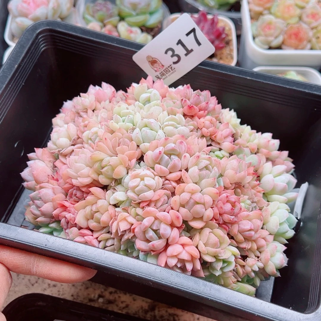 当前无花朵，栽培后可花朵