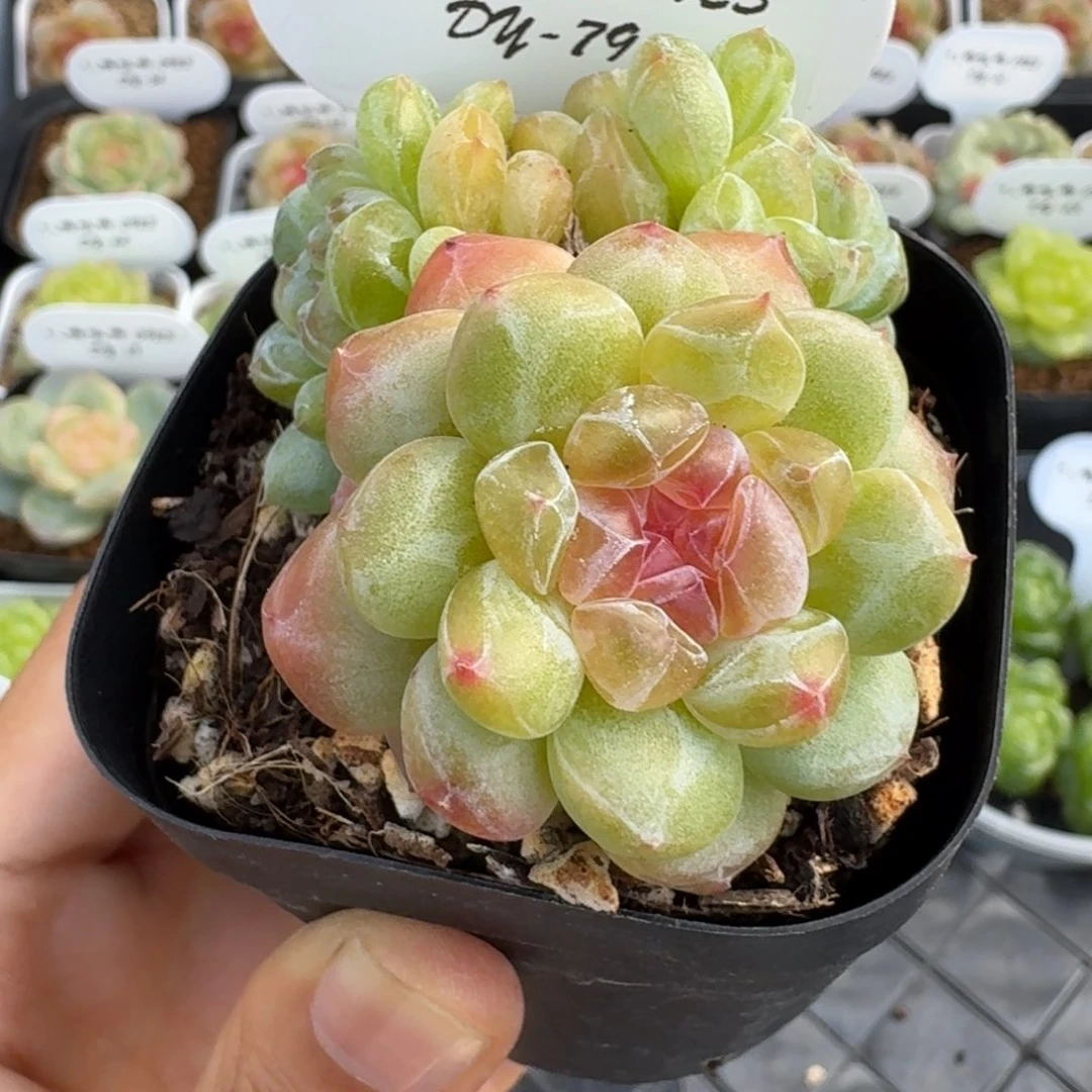 0922-79-紫尊三头一颗