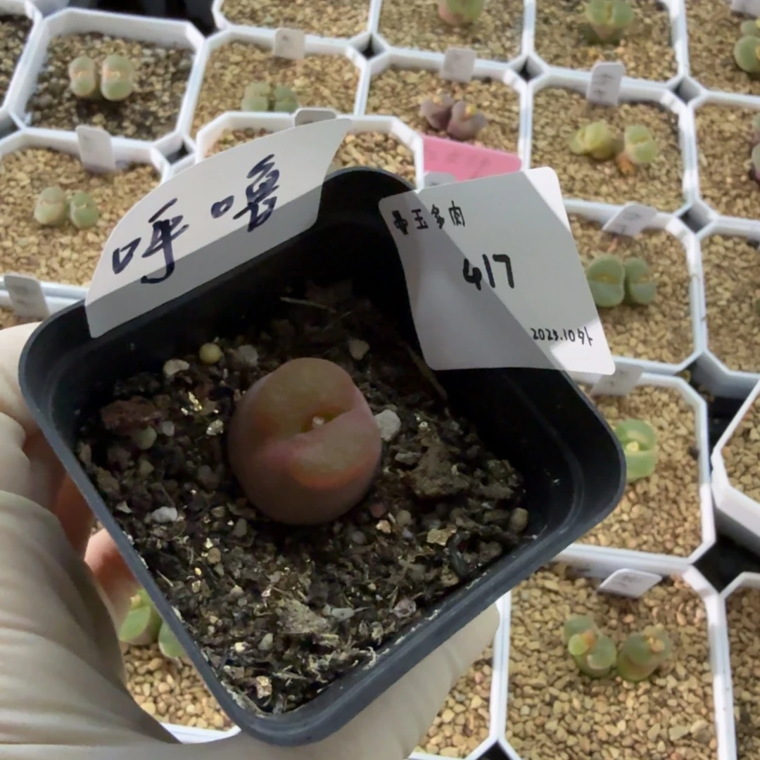 呼***噜多肉多肉多肉10-417