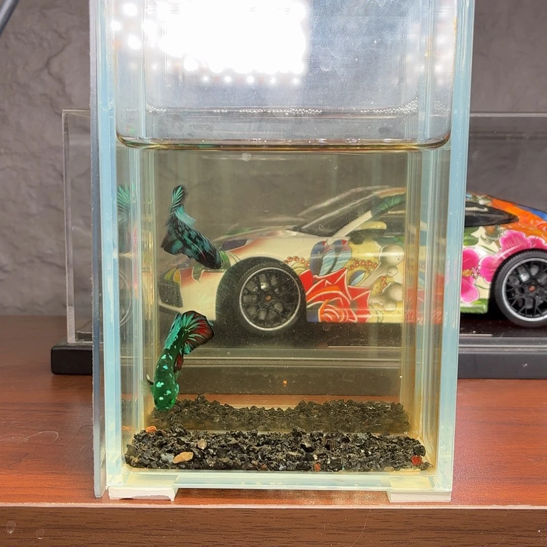 斗鱼绿魔将军公鱼