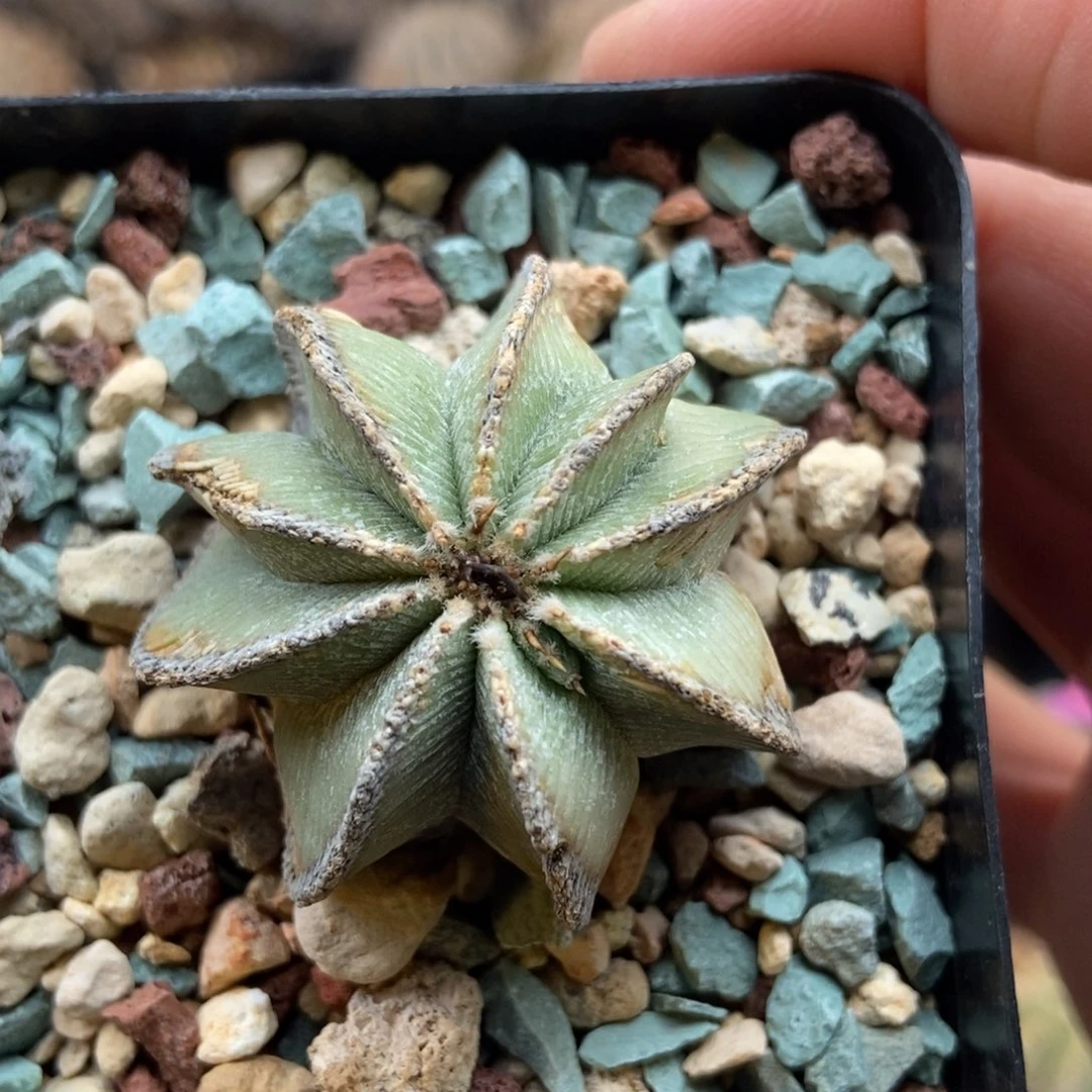 辛顿花笼养定带盆发包顺丰