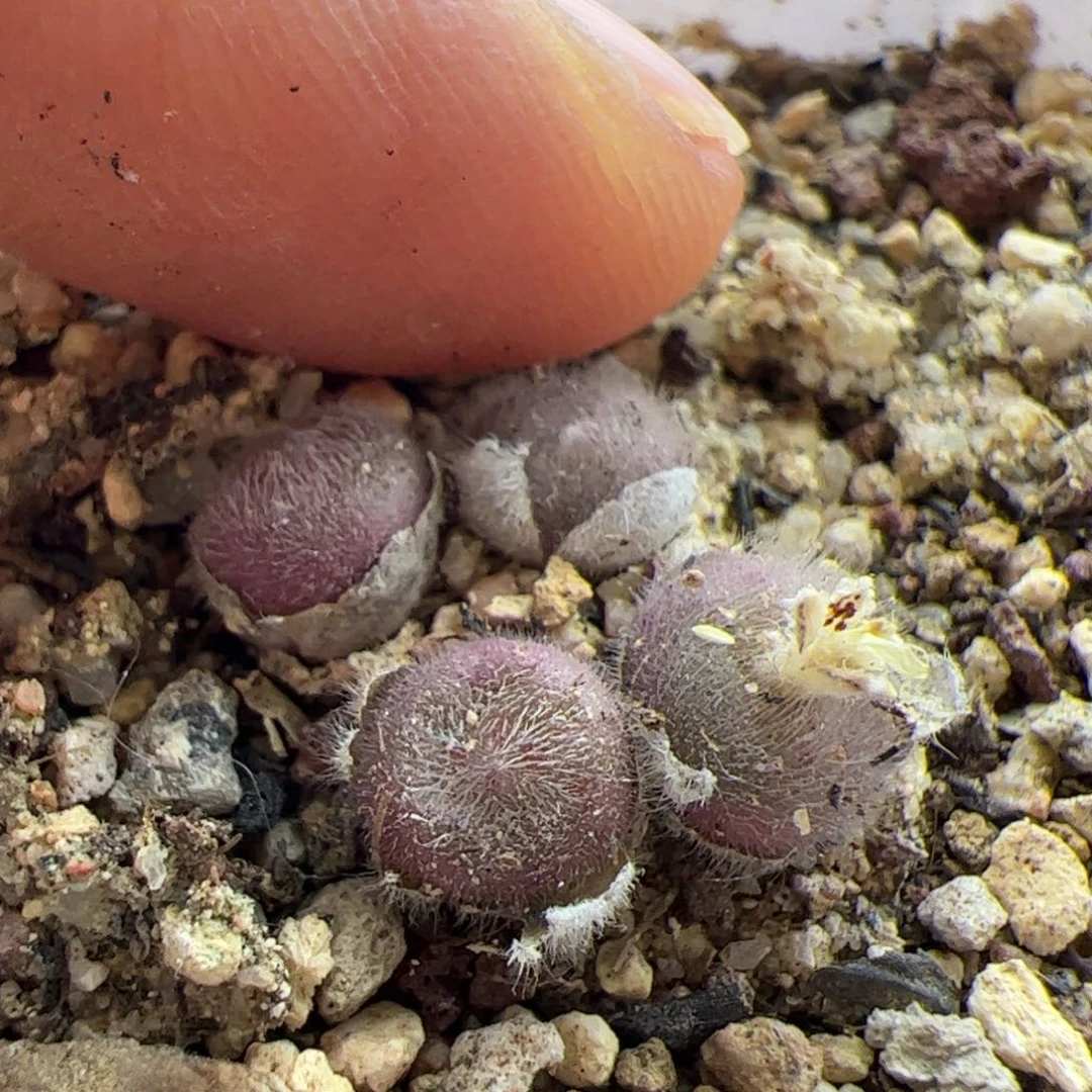 依****大家初三快乐23084