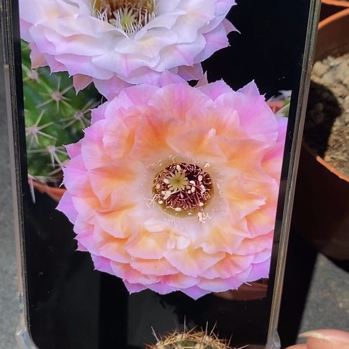 香香多变58号侧芽2.5公分左右