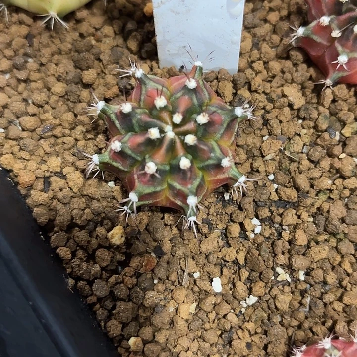 33-0812泰国发货多肉