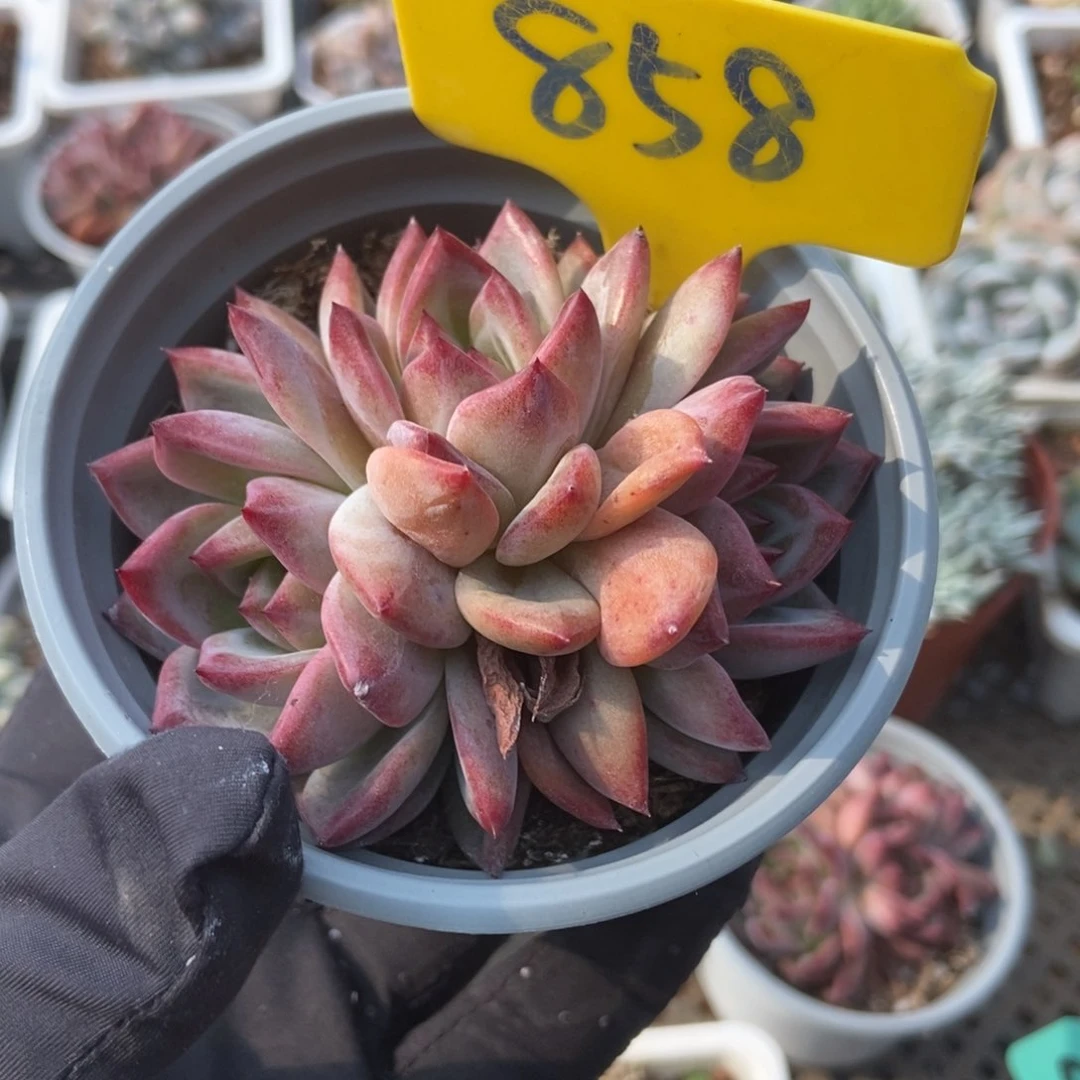 858夜魔侠多肉植物