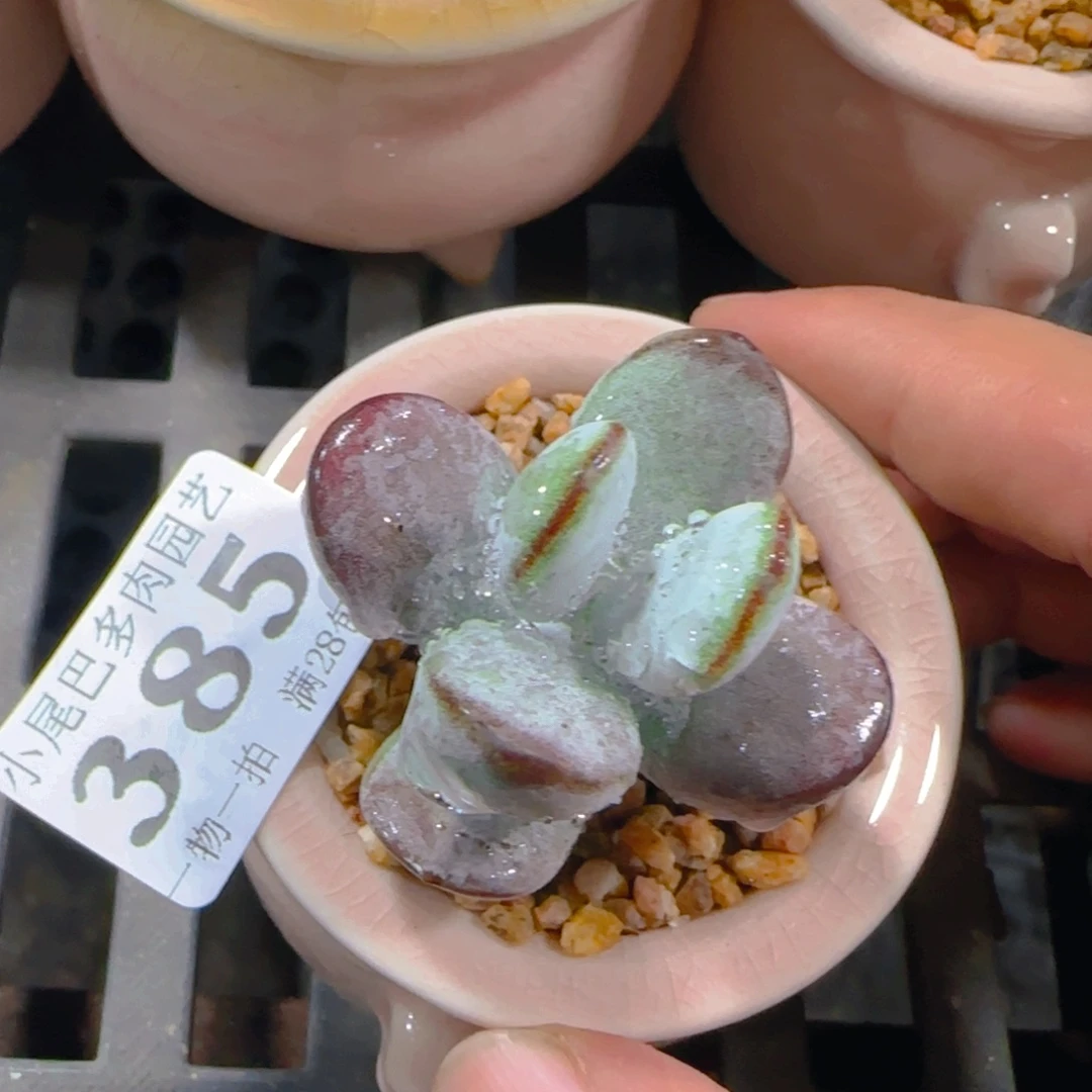 AP小尾巴5CM迷你拇指盆栽精控多肉385
